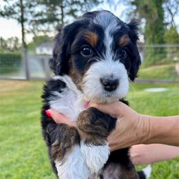 Grand - Tri-color male Bernedoodle puppy in Draper, Utah from Salt City Farm