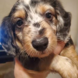 Dachshund Puppies from Kelly's Doxie Farm