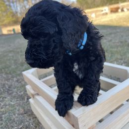 Labradoodle Puppies from Ross Farm Doodles