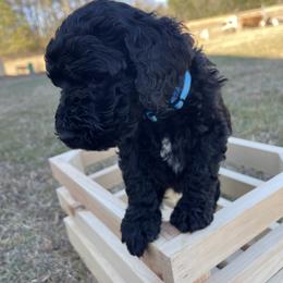 Labradoodle Puppies from Ross Farm Doodles