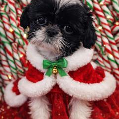Treasure - Black and white female Shichon puppy in Ronda, North Carolina from Willow River