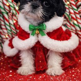 Treasure - Black and white female Shichon puppy in Ronda, North Carolina from Willow River