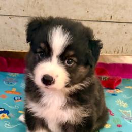 Danika - Black tri female Miniature Australian Shepherd puppy in Gatesville, Texas from Southern Promise Aussie’s