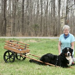Bernese Mountain Dog All Grown Up from Tollhaus Bernese Mountain Dogs