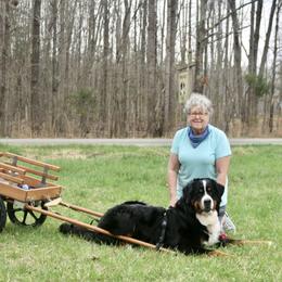 Bernese Mountain Dog All Grown Up from Tollhaus Bernese Mountain Dogs