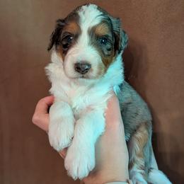 Indie - Blue merle male Aussiedoodle puppy in New Durham, New Hampshire from Ridgeview Aussiedoodles