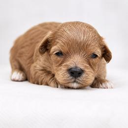 Caroline - Red female Cavapoo puppy in Hudson, Michigan from Haas Pawz