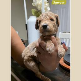 Sawyer - Apricot male Goldendoodle puppy in Richmond, Virginia from Highland Grove Doodles, LLC