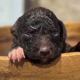 Lagotti Romagnoli from Lagotto Amore Breeders