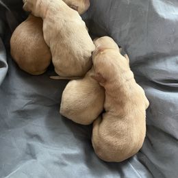 Girl 2 - Yellow female Labrador Retriever puppy in Jacksboro, Texas from J and D Retrievers