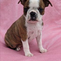Maple - Brindle and white female Boston Terrier puppy in Perry, Oklahoma from Sitsler Bostons