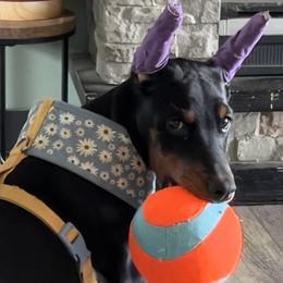 Doberman Pinschers and German Shepherds from Legacy K9’s