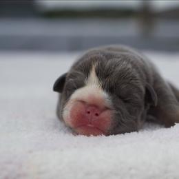 Lil - Blue tri-color female Bulldog puppy in Warsaw, New York from Hillview Kennels