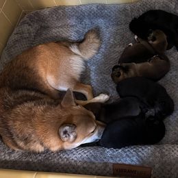 Shiba Inu Puppies from The Queen of Shibas