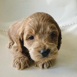 Truett - Buff male Cockapoo puppy in Lucas, Ohio from Willow Lane Puppy