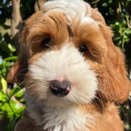 Lamborghini - Red male Australian Labradoodle puppy in Orange, California from Little Kingdom Doodles