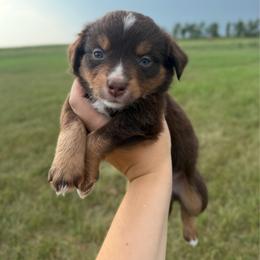 Jasper - Red tri male Miniature Australian Shepherd puppy in Ellendale, North Dakota from Ark Acres Kennels