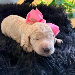 Princess Peach - Cream female Goldendoodle puppy in Puyallup, Washington from Dawnie’s Doodles