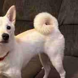 Indy - Shiba Inu