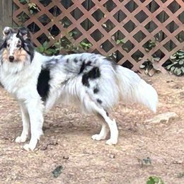 Marilla - Collie