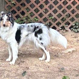 Marilla - Collie