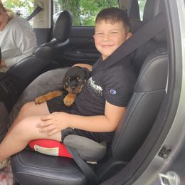 Rottweiler Puppies from S.L Rottweilers