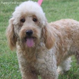 Dawn - Goldendoodle