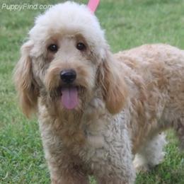 Dawn - Goldendoodle