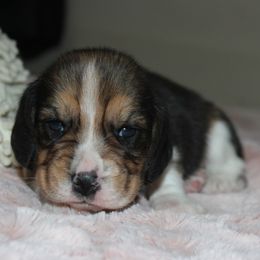 Wilna - Black tan and white female Beagle puppy in Morrill, Kansas from Kelle Beagles