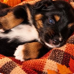 Boy 2 - Black tri male Miniature Australian Shepherd puppy in Sandwich, Massachusetts from Cape Cod Aussies / Cape Cod Poodles and Doodles