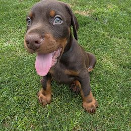 Stark - Red and rust male Doberman Pinscher puppy in Anderson, Indiana from Legendary Kennels