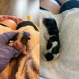 Girl 3 - Black tan and white female Biewer Terrier puppy in Chester, South Carolina from Classic Biewers