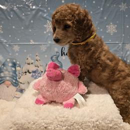 Yellow Collar - Apricot female Poodle puppy in Vass, North Carolina from Dakliff Standard Poodles