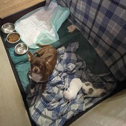 Mocha - Chihuahua