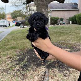 Spelman - Black female Goldendoodle puppy in Humble, Texas from Simply Dane Doodles