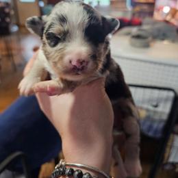 Martini - Blue merle female Miniature American Shepherd puppy in New Providence, Pennsylvania from Tons of Kisses