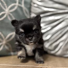 TBD - Black and tan male Chihuahua puppy in Davenport, Florida from Clan Cordovathone