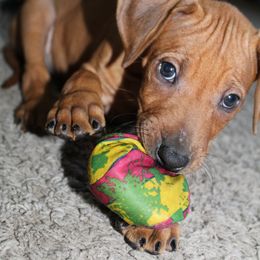 German Shepherd and Rhodesian Ridgeback Puppies from Sugar Paws Pets