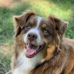 Cherry - Australian Shepherd