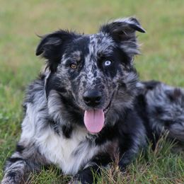 Crüe - Australian Shepherd