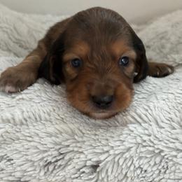 Brownie - Chocolate and tan male Dachshund puppy in Vancouver, Washington from Cascade Minis