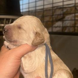 Hans - Cream male Poodle puppy in Prosperity, Pennsylvania from Stelladoodles & Company