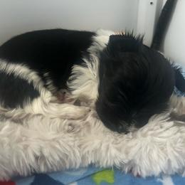 Banks - Parti male Yorkshire Terrier puppy in Phil Campbell, Alabama from MagnoliaYorkies