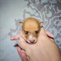Sierra - Sable and white female Collie puppy in Dickson, Tennessee from Ceilidh Collies