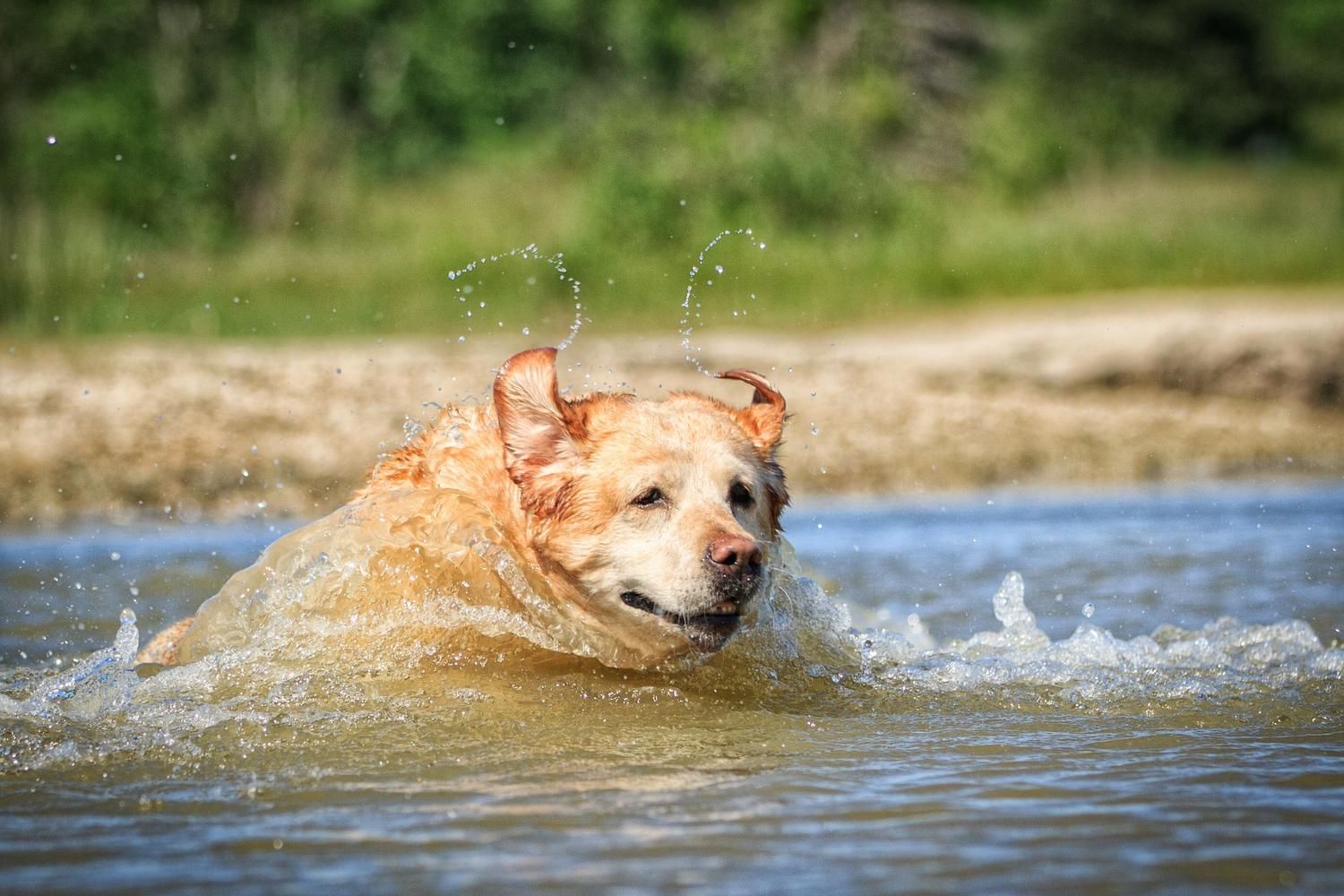 labrador amarelo salta em um lago