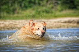 yellow lab jumps into a lake