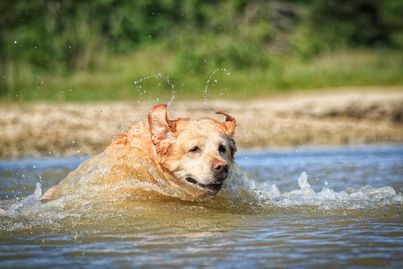 yellow lab jumps into a lake