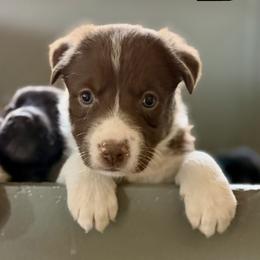 Girls 1 - Red female Border Collie puppy in Oroville, California from Coalcyn Kennels