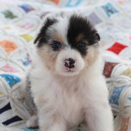 AKC Fern - Blue merle female Australian Shepherd puppy in Zeeland, Michigan from Apple Ridge AKC Aussies