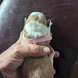 Pembroke Welsh Corgi Puppies from Jersey Shore Corgis